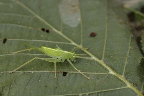 Réf. 307 117 : Meconema thalassinum